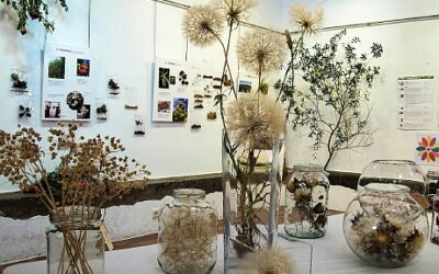La Biblioteca Pública Terra Baixa acoge la exposición "Frutos y semillas, fuente de vida" de Flora Catalana