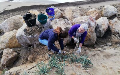 Actuación para frenar la regresión de la playa del Francàs
