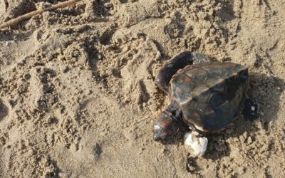 Tortuga marina encontrada en la playa de Sant Salvador