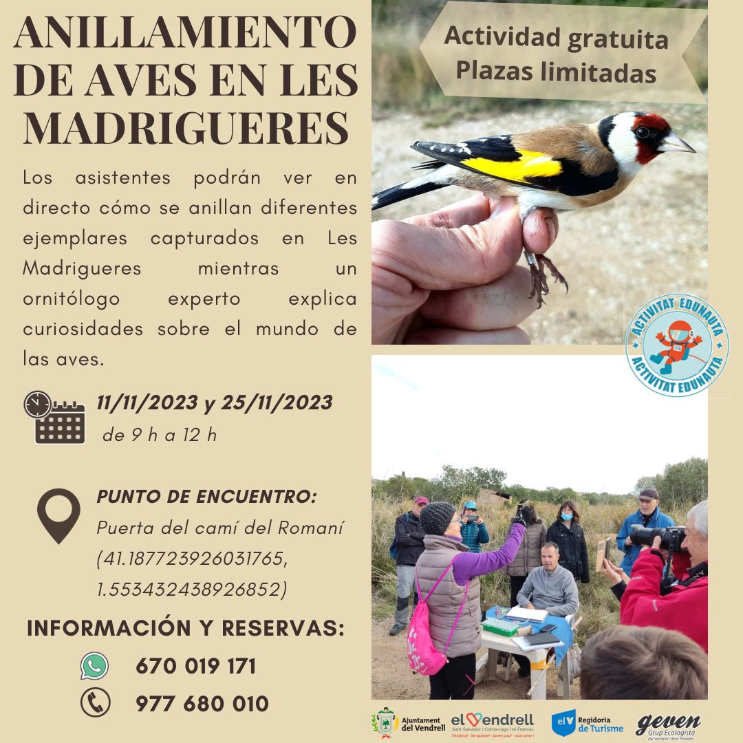 ANELLAMENT D'AUS A LES MADRIGUERES 29