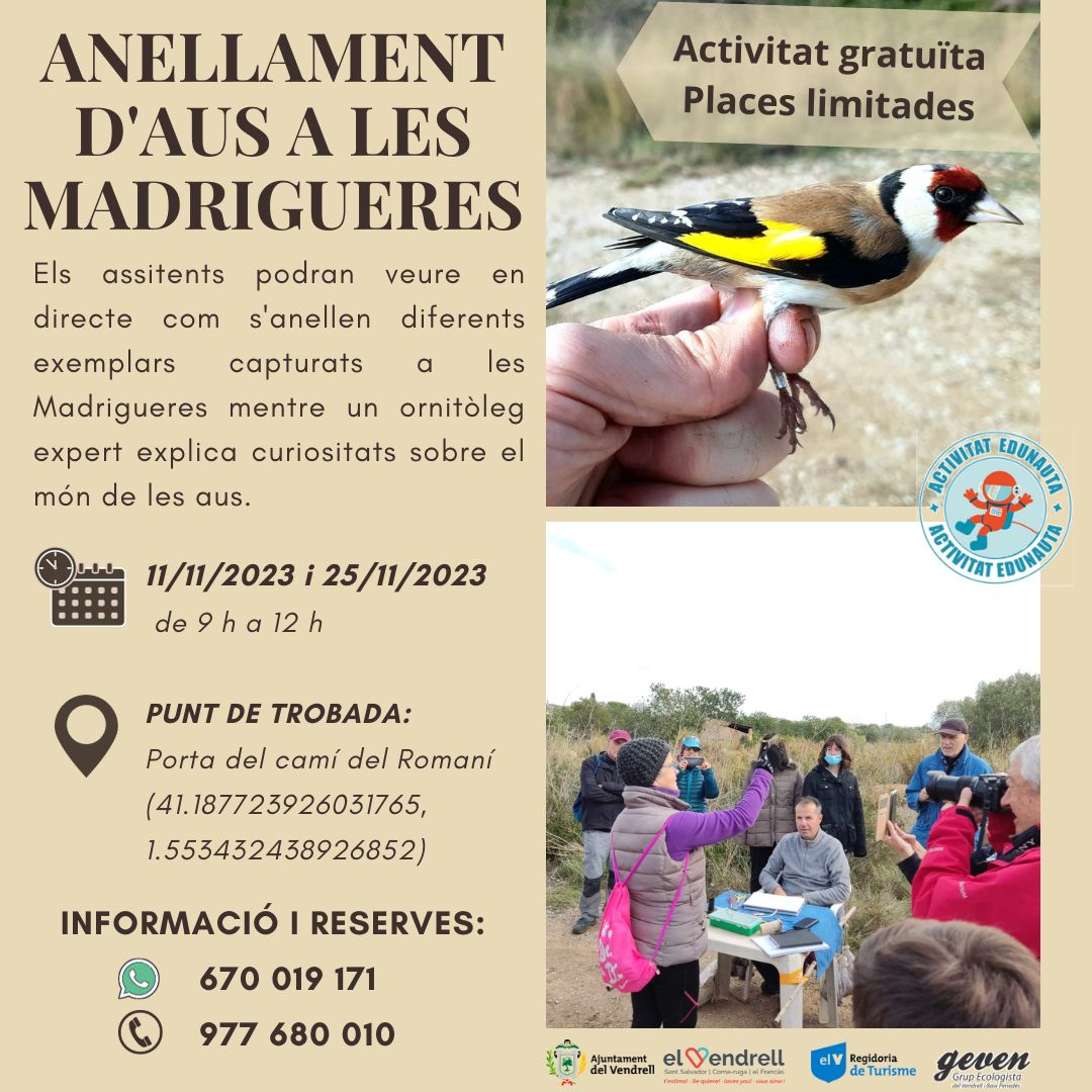 ANELLAMENT D'AUS A LES MADRIGUERES 27