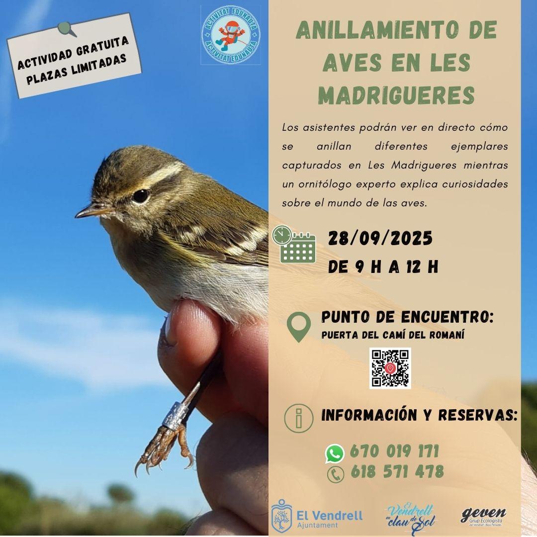 ANILLAMIENTO DE AVES EN LES MADRIGUERES 29