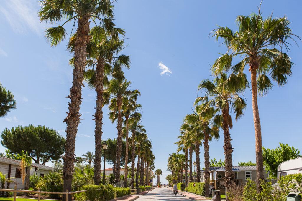 Càmping Estival Vendrell Platja 81