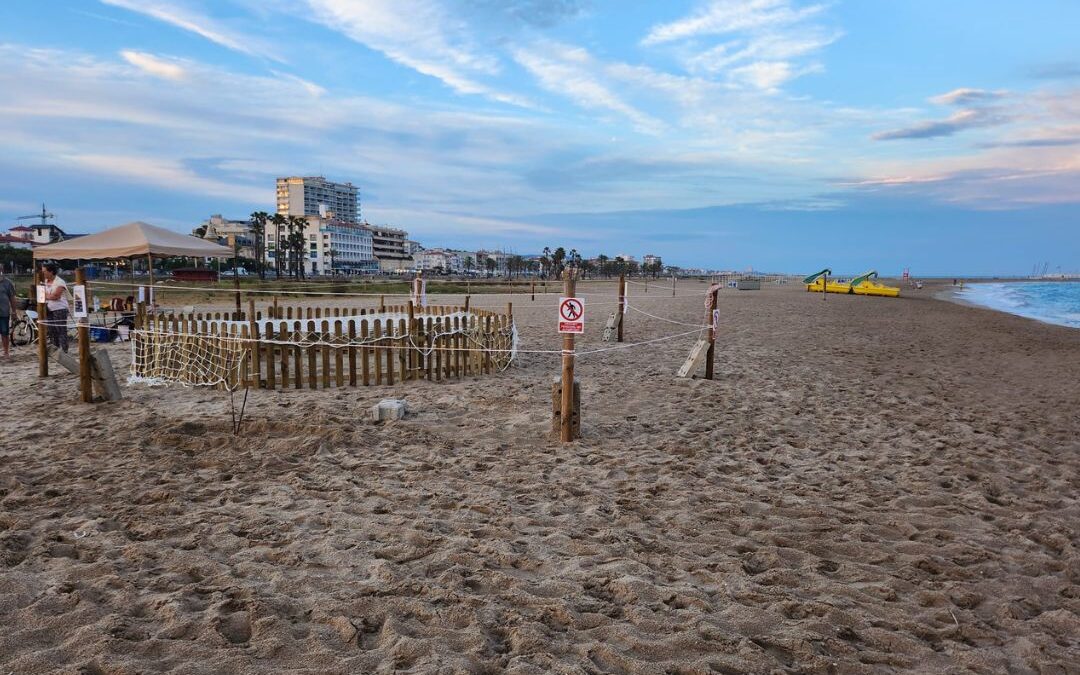 Tortuga marina en la playa de Coma-ruga (El Vendrell)